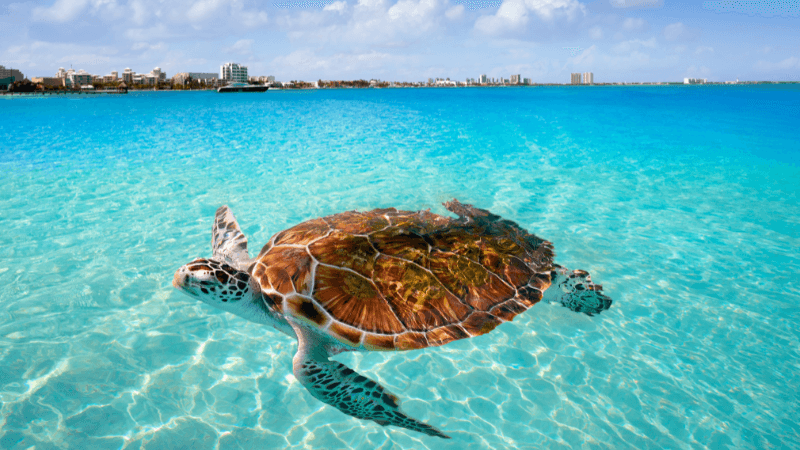 Sea turtle swimming in crystal clear waters of Cancun