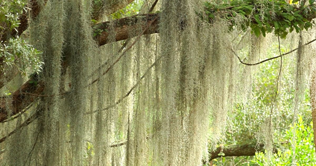 Cypress trees with Spanish moss at Caddo Lake Texas