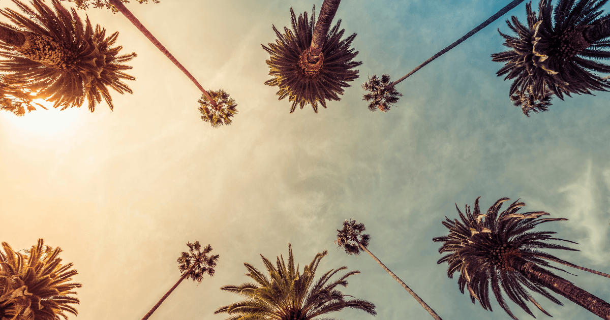 Los Angeles beach scene with palm trees and ocean views