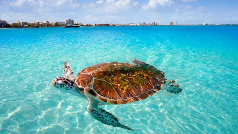 Sea turtle swimming in crystal clear waters of Cancun